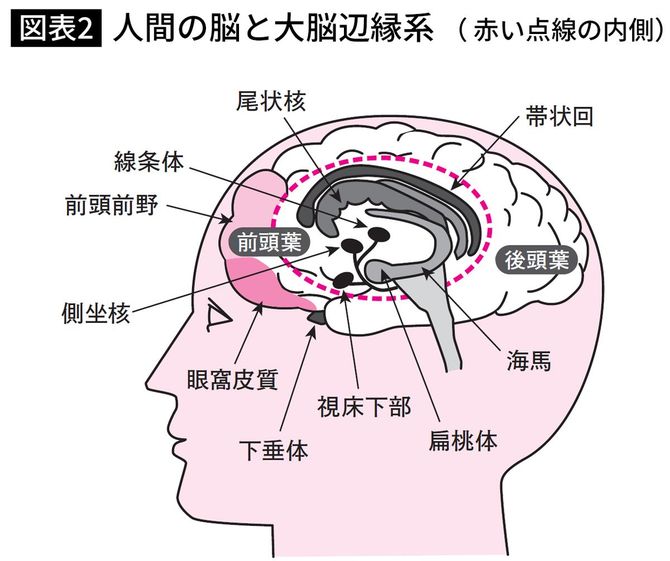 人間の脳と大脳辺縁系（赤い点線の内側）