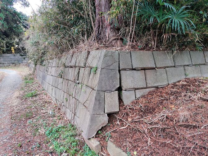 不適切な植樹のために、生育した木の根によって崩壊が進む擁壁。（千葉県多古町十余三）