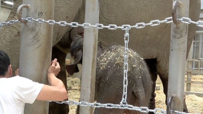 2022年、アヌラが第2子うららに初乳を与える様子