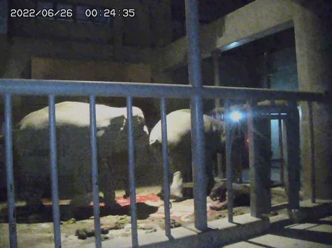 2022年、アジアゾウ・アヌラの出産