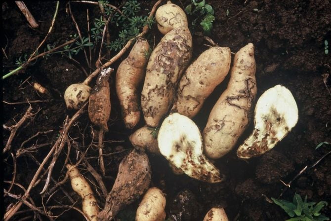 イモゾウムシに加害されたサツマイモ