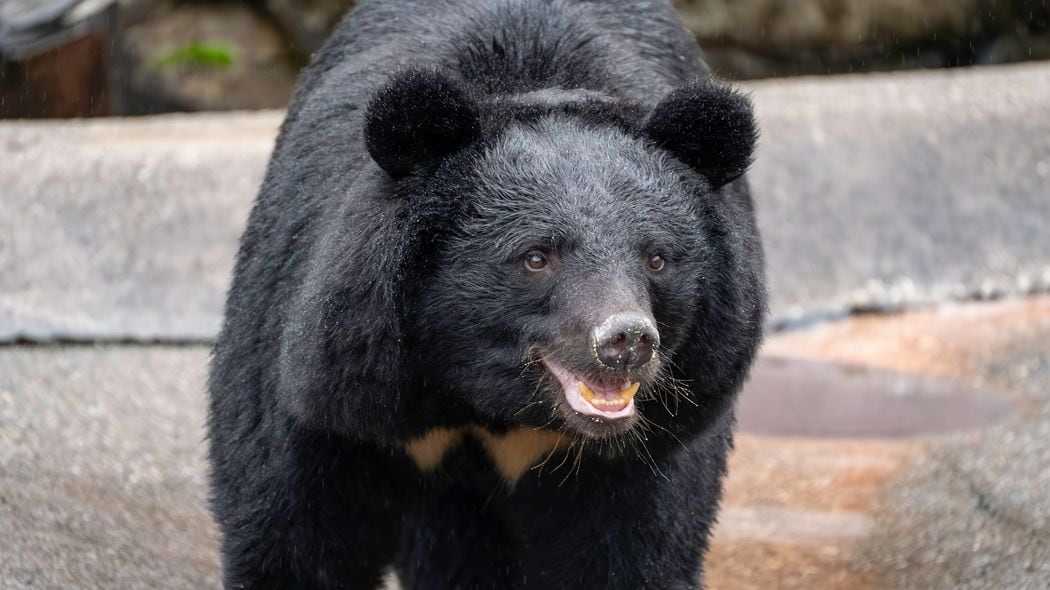 たった一撃で鼻が吹き飛ばされる…クマ外傷を診続けた秋田大救急医が｢遭遇したらこうして｣と勧める防御姿勢