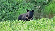 ｢私は運がよかっただけ｣4人死亡､4人重軽傷の"本州最悪の殺人熊"と戦って生還した58歳男性がやったこと【2022編集部セレクション】
