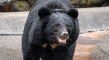 たった一撃で鼻が吹き飛ばされる…クマ外傷を診続けた秋田大救急医が｢遭遇したらこうして｣と勧める防御姿勢