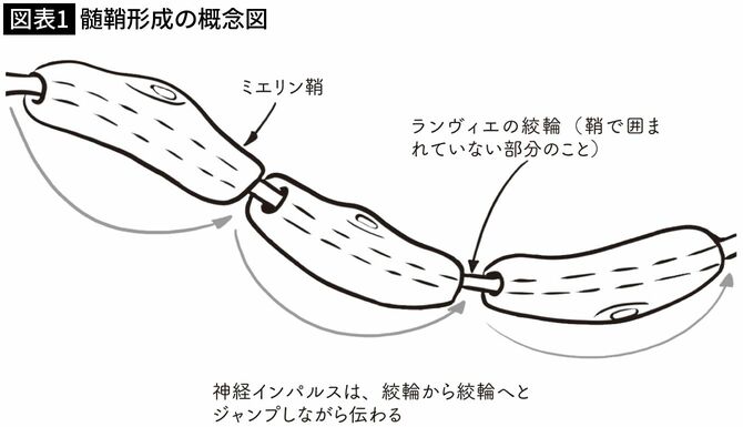 【図表1】髄鞘形成の概念図
