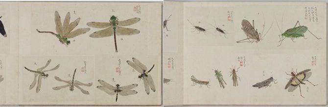 増山雪斎の『虫豸帖』