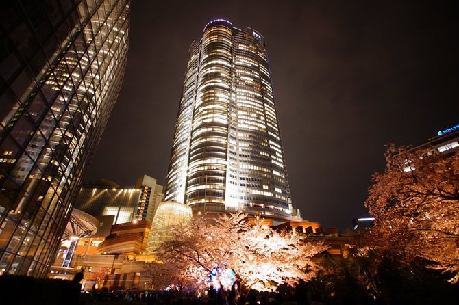 六本木ヒルズと桜