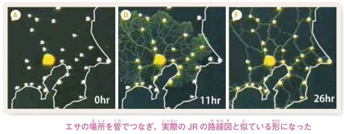 関東地方の形の容器に置かれたモジホコリが管を伸ばしていく様子