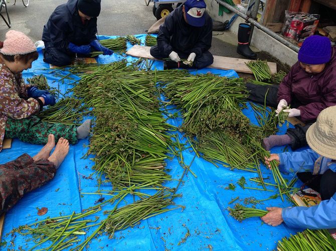 山でとれたわらびを集落全員で分配する