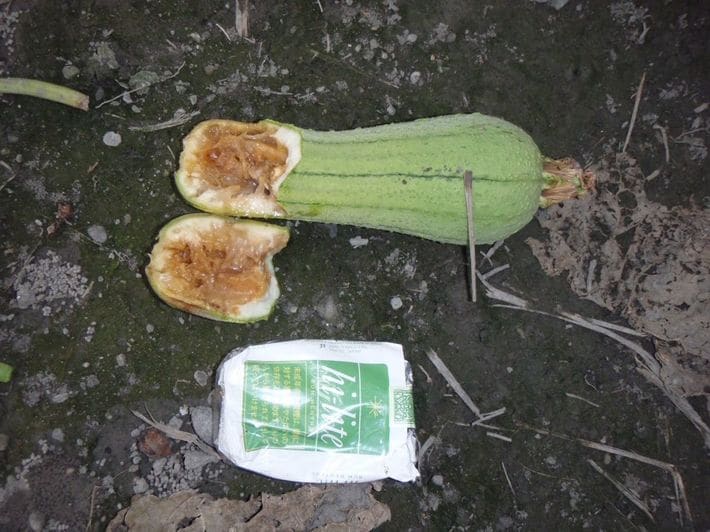 セグロウリミバエの幼虫がウリ類の果肉を食い荒らし、大きな被害をもたらす。写真は実際に被害に遭ったヘチマ（ナーベーラー）。