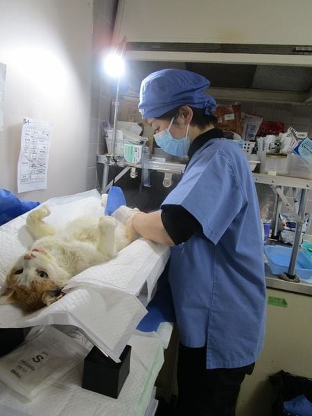 手術をする獣医師の青山千佳さん