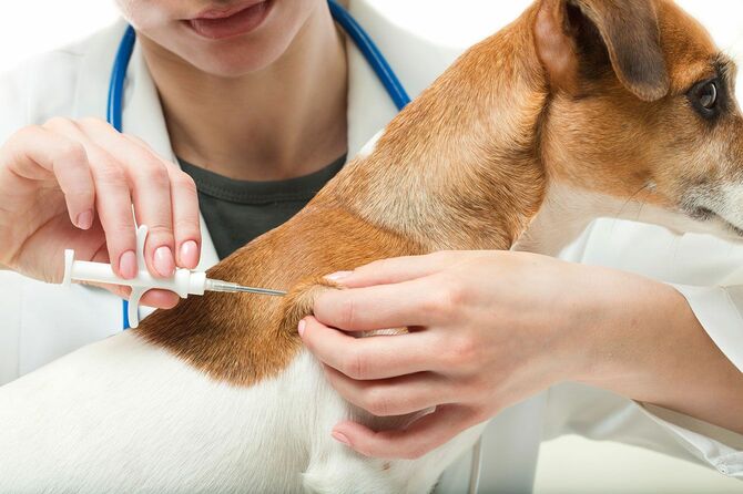 犬に注射を打つ獣医師