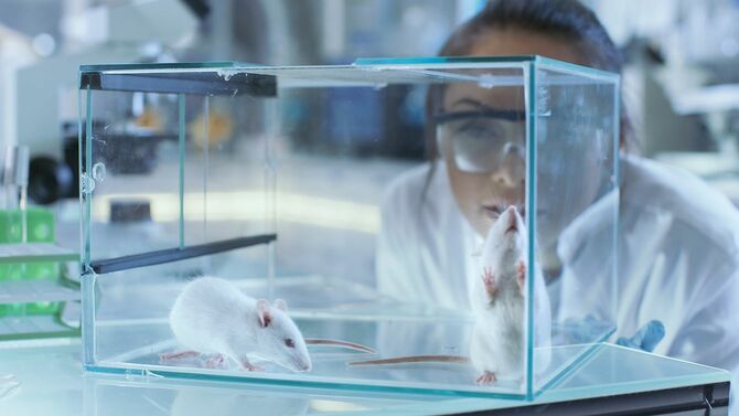 医療研究の科学者の検証実験用マウスを閉じ込めたガラスの檻。彼女は光の研究室で働いています。