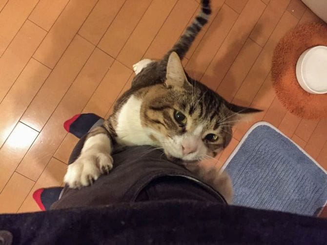 保護猫は岡山さんを怖れず、すぐに懐いた