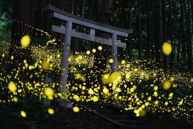 2025佳作「森の躍動」田中賢吉さん