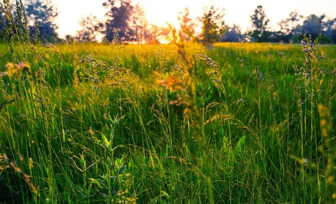 穏やかな夕暮れが照らす草原