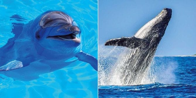 人間とご長寿動物の共通点