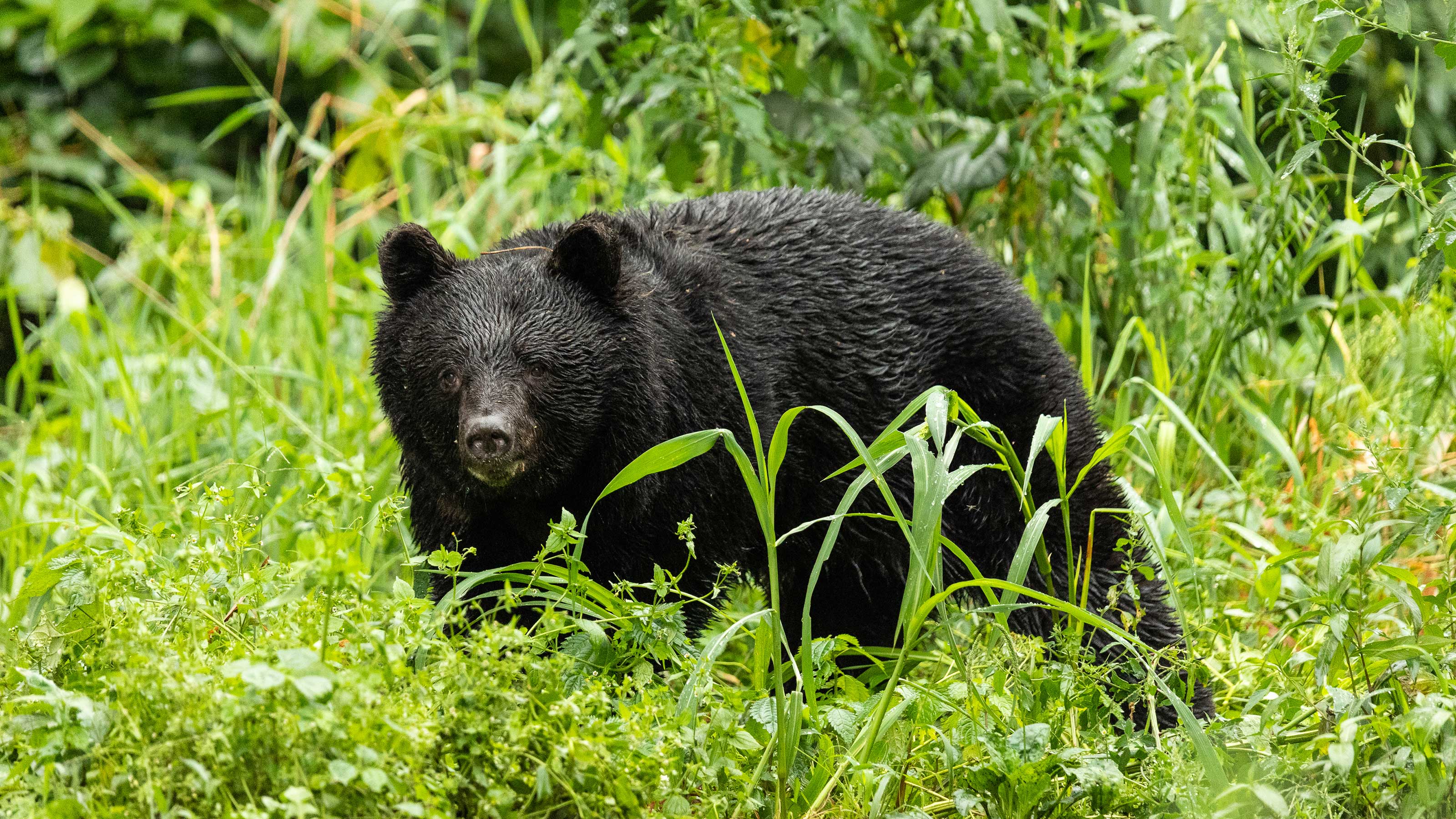クマでもヘビでもない…岩田健太郎「世界レベルでヒトを死に至らしめる