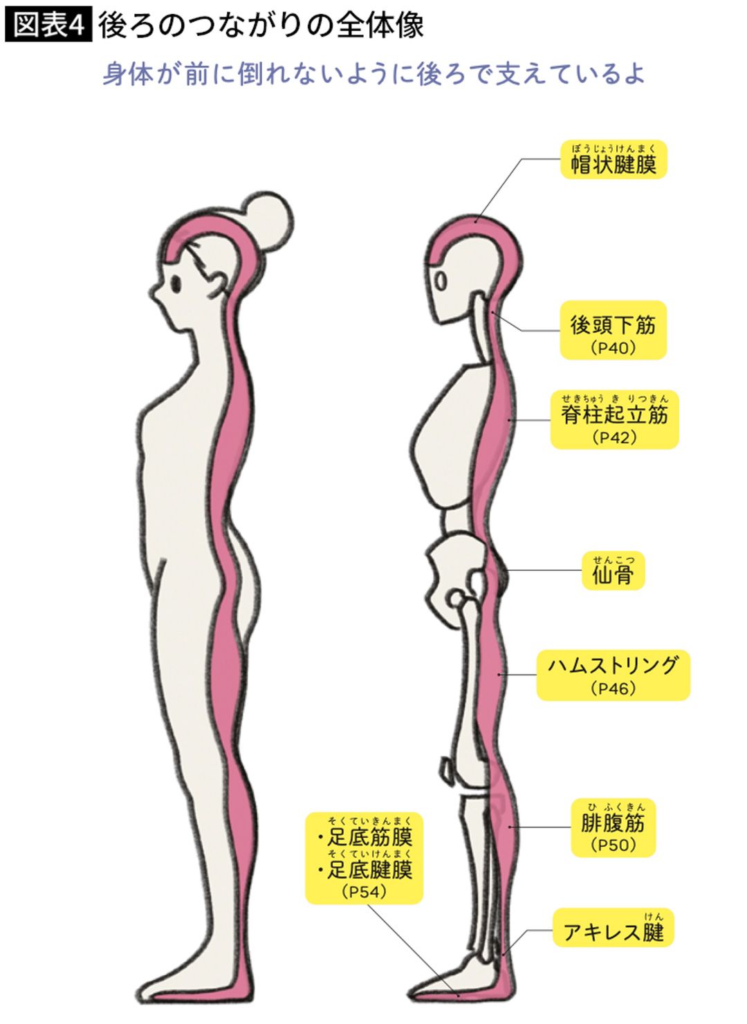 後ろのつながりの全体像