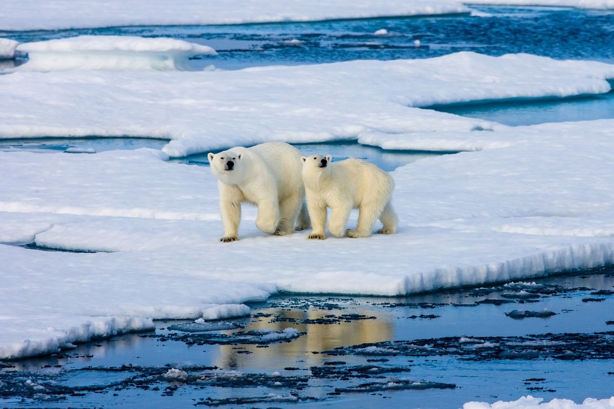 小さな氷の上にいる2頭の親子と思われるホッキョクグマ