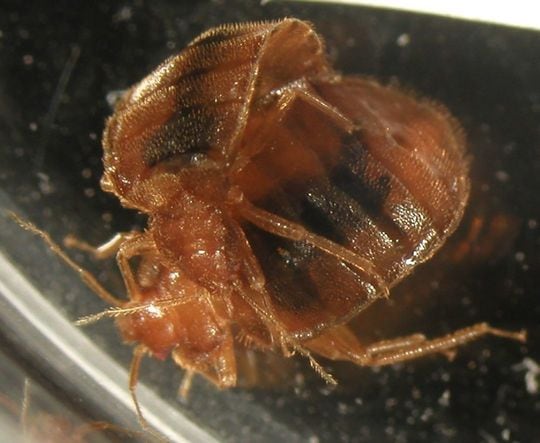 トコジラミのグロテスクすぎる交尾の様子