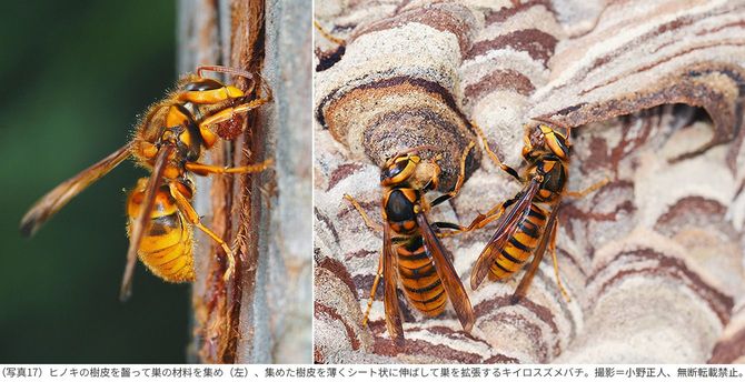 （写真17）ヒノキの樹皮を齧って巣の材料を集め（左）、集めた樹皮を薄くシート状に伸ばして巣を拡張するキイロスズメバチ。撮影＝小野正人、無断転載禁止。
