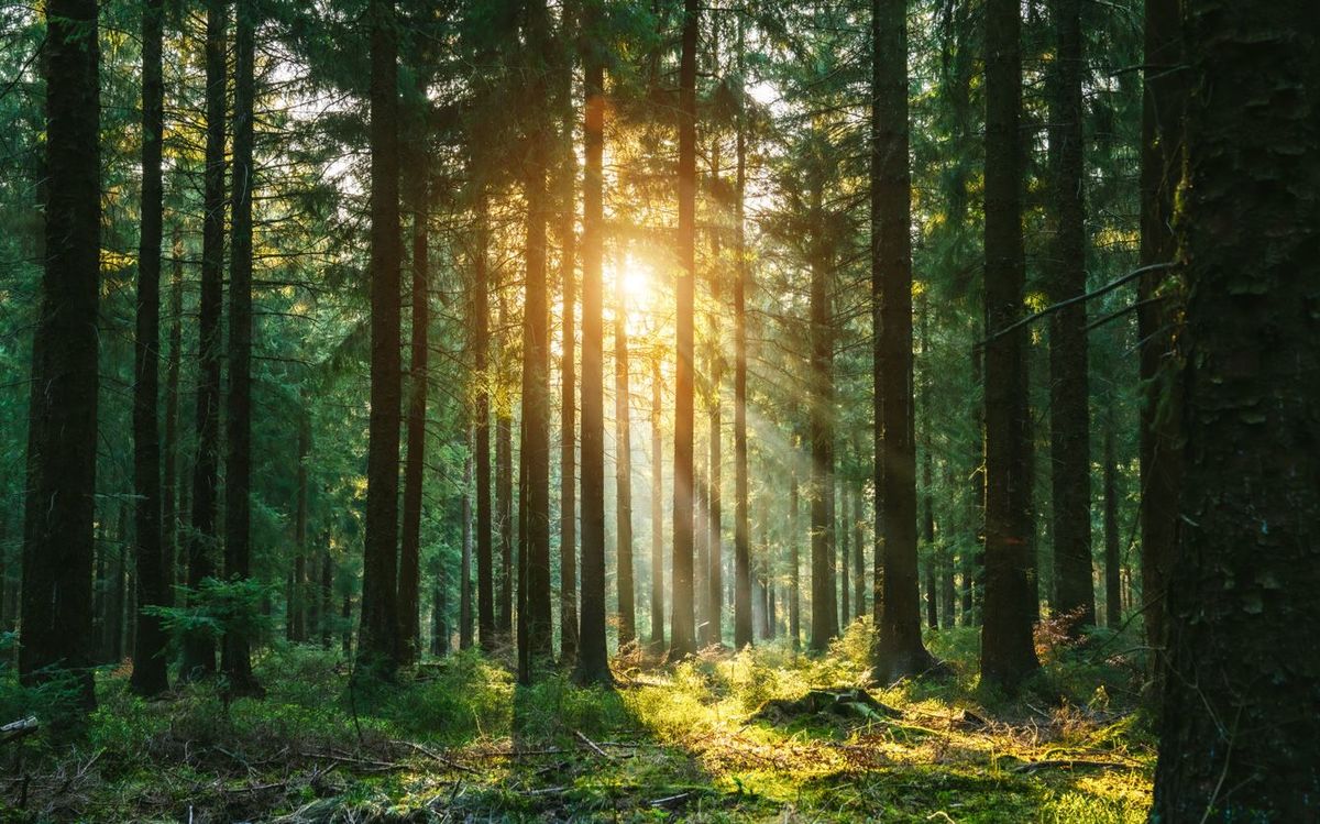 太陽の光が差し込む静かな森