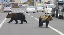 クマは明確に｢人間を食べるため｣に住宅街に現れている…80年間の新聞を分析して判明｢令和グマ｣の異常さ【2025年10月BEST】