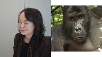｢死ぬぞ｣と言われても野生のゴリラを撮り続けた…銀行を1年でやめた女性が"世界一の映像作家"になるまで