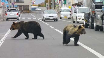 クマは明確に｢人間を食べるため｣に住宅街に現れている…80年間の新聞を分析して判明｢令和グマ｣の異常さ