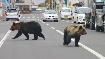 クマは明確に｢人間を食べるため｣に住宅街に現れている…80年間の新聞を