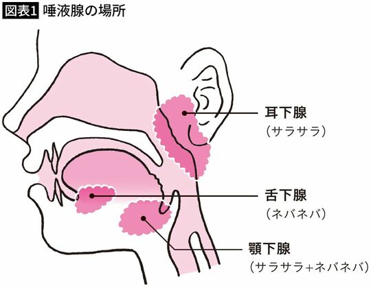 【図表1】唾液腺の場所