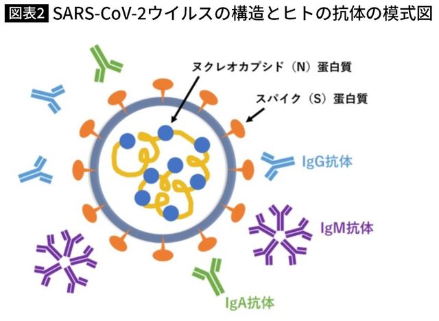SARS-CoV-2ウイルスの構造とヒトの抗体の模式図