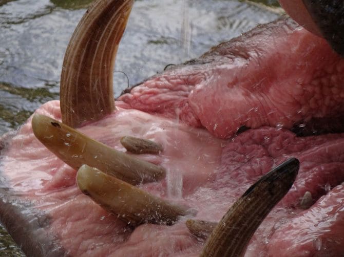 カバの歯（写真＝T-34-85／CC-Zero／Wikimedia Commons）