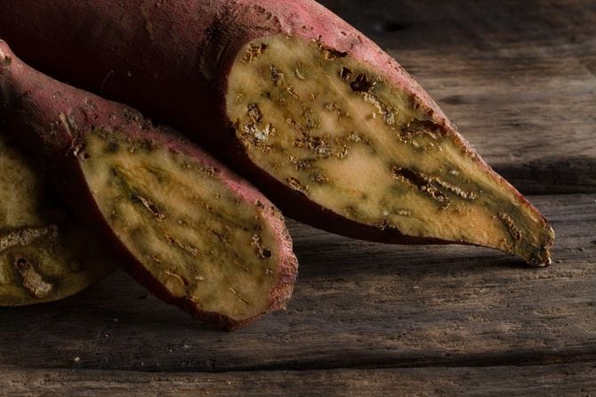 ゾウムシのダメージを受けたサツマイモ