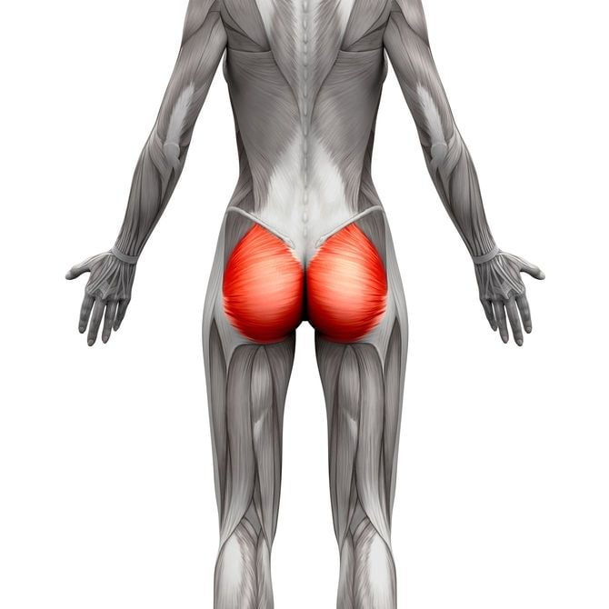 臀筋を表すイメージイラスト