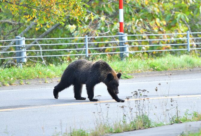 北海道知床半島の道路を横断するヒグマ