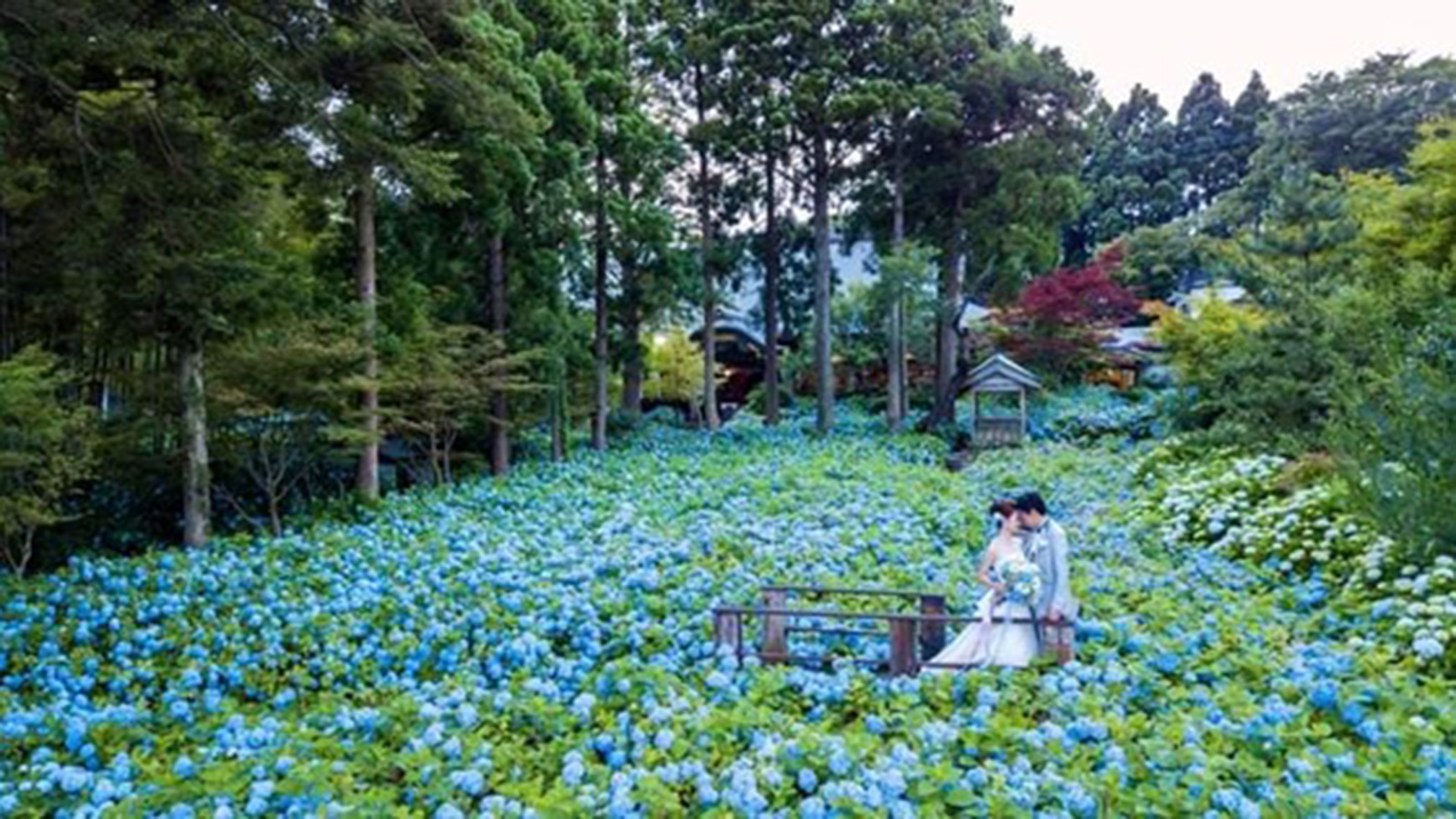 次は桜と紅葉の株を増やす 年がかりで 死ぬまでに行きたい絶景 を作った副住職が描く 花の名所 計画 夜中3時までたった一人 泥だらけであじさいの株分けをした52歳の地元愛 President Online プレジデントオンライン