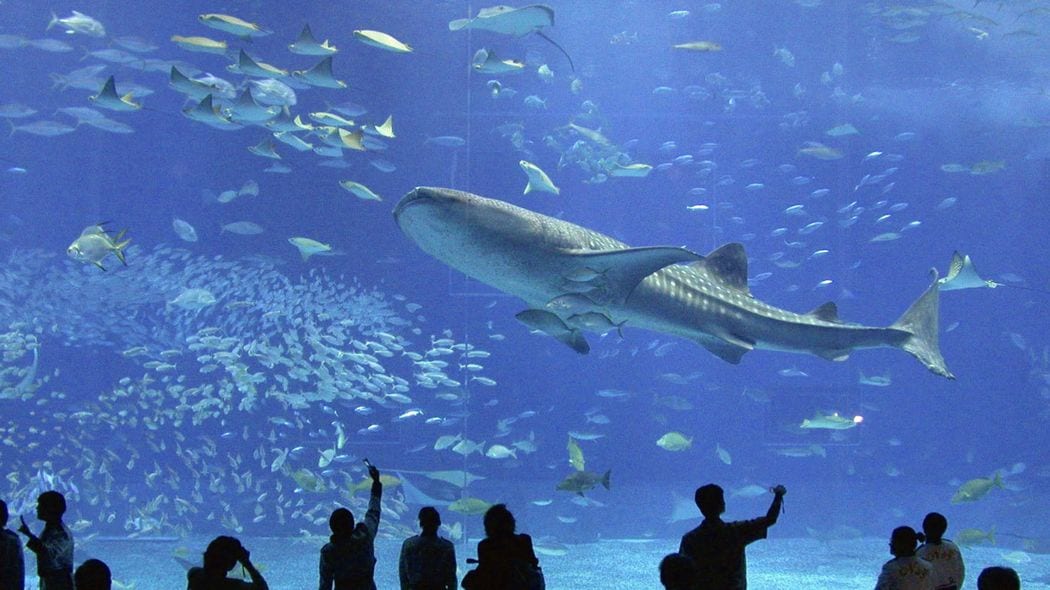 海で生きてるのに｢自ら泳ぎ続ける力はなく､沈むと自分の重さで死ぬことがある｣水族館でおなじみの生き物 生かし続ける水槽の技術には目を見張る