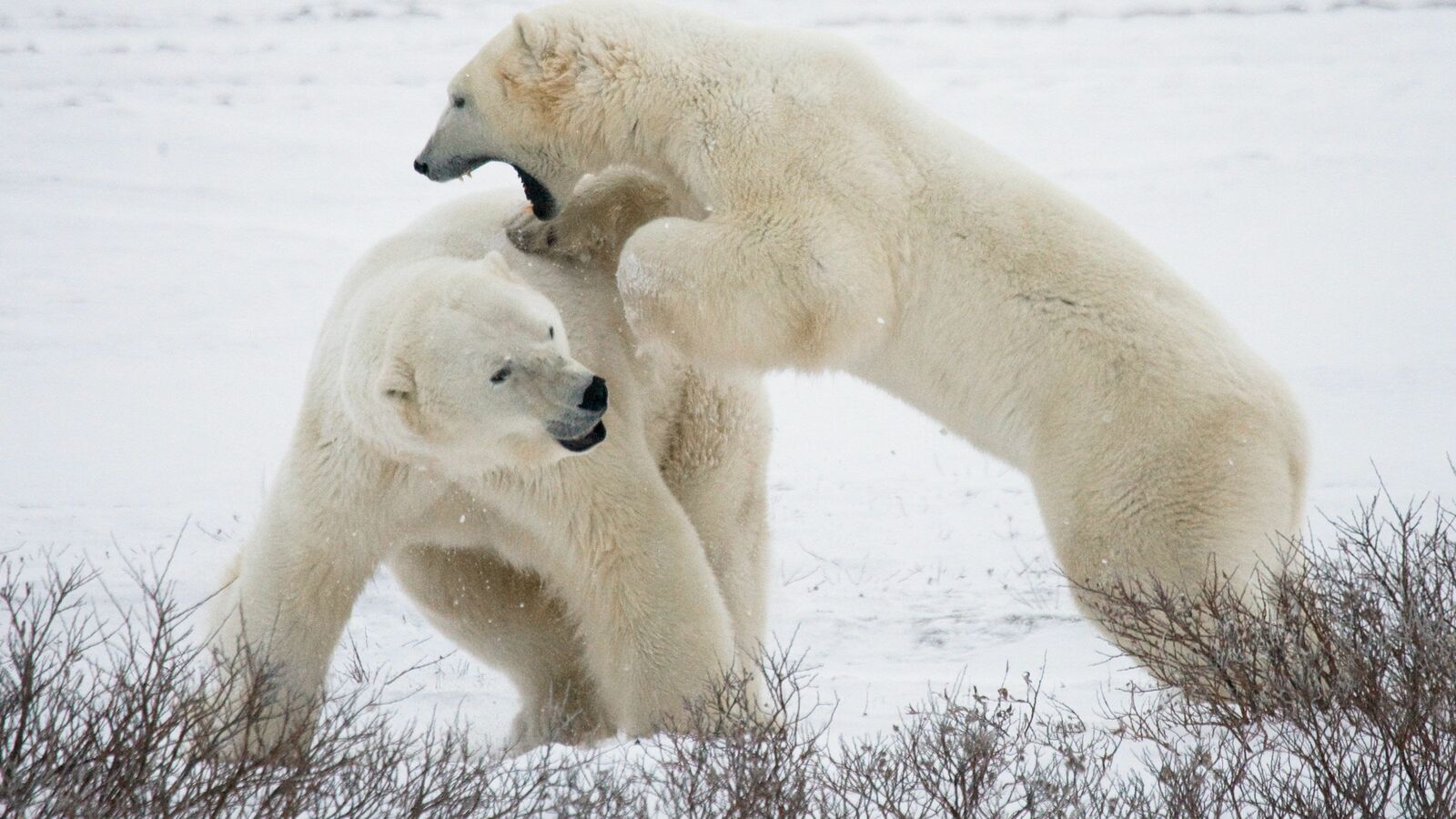 1000頭のホッキョクグマに襲われ､数百人の集落が消滅…史上最悪の獣害｢ラブラドール事件｣の恐るべき真相 137年前のカナダで起きた飢餓と獣害の記録