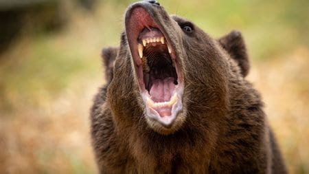 胃袋から肉片､骨､衣類､ソバなどが出てきた…中年男性だけを襲う｢幻の