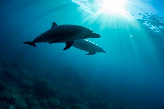2頭のイルカと差し込む太陽の光