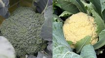ブロッコリーが｢半世紀ぶりの指定野菜｣に大出世…かつてのライバル｢カリフラワー｣と明暗を分けた意外な理由