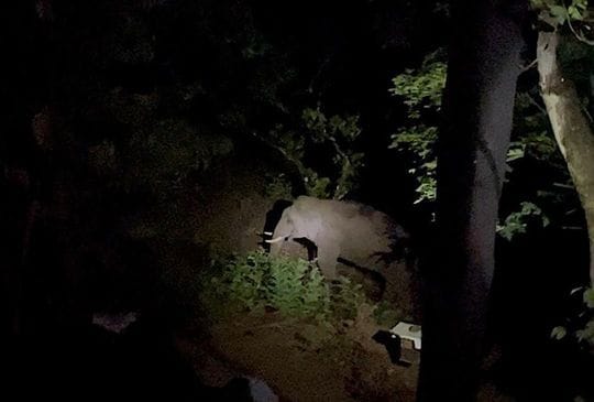 劇場兼自宅の窓から、野生の象が現れたところを撮影した