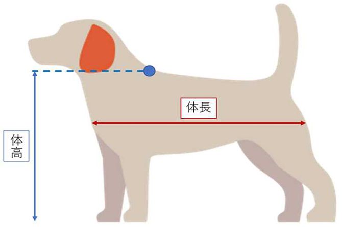 飼育スペースの数値規制の基準となる犬猫の体長と体高