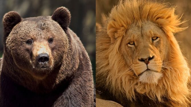ヒグマとライオン