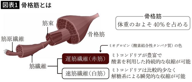 【図表1】骨格筋とは