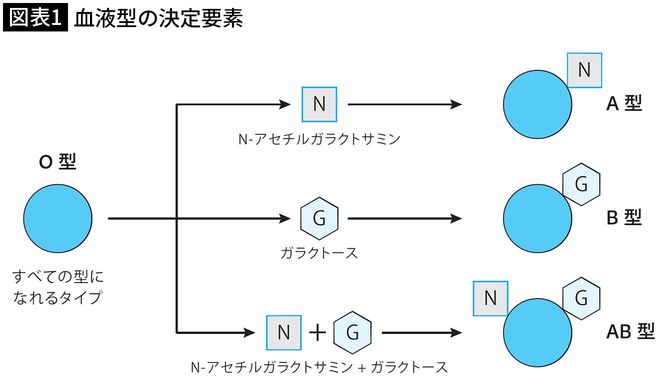 【図表1】血液型の決定要素