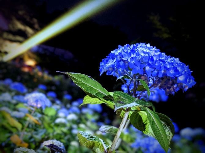 雲昌寺のあじさい