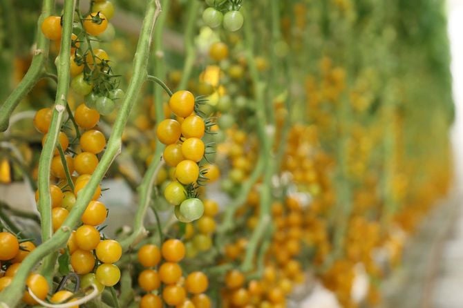 浅井農園のミニトマト